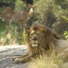 Bronx Zoo