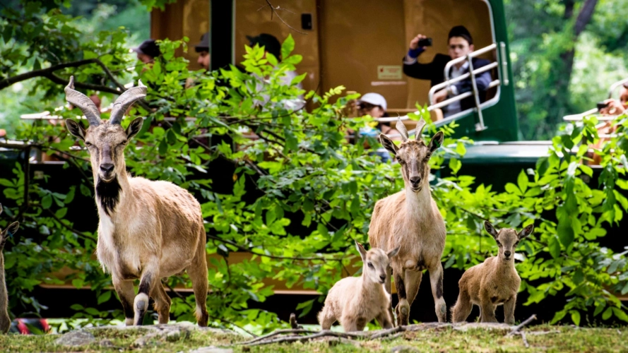 Bronx Zoo